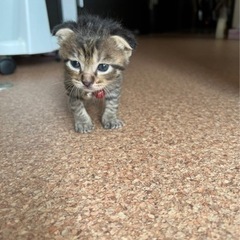 仔猫の里親様募集中！