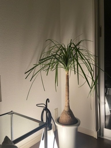 トックリラン　植木鉢付き