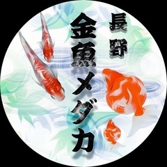 メダカ対面販売します🥺