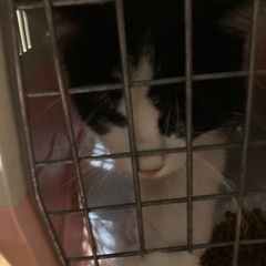 里親募集です。