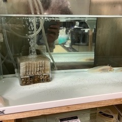 新規募集停止中　ウーパールーパー　差し上げますの画像