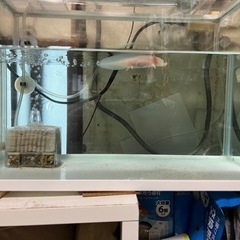 新規募集停止中　ウーパールーパー　差し上げますの画像