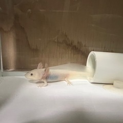 新規募集停止中　ウーパールーパー　差し上げますの画像