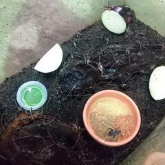 鈴虫 スズムシ すずむしの画像