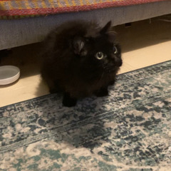 保護猫の里親募集