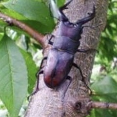 クワガタ虫　カブト虫観察ができます