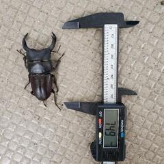 【決まりました】国産オオクワガタ　ペア