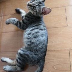 生後2ヶ月♂ ベタ慣れのキジトラ君 - 猫