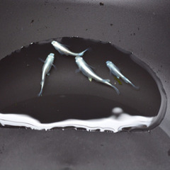 高級メダカの針子稚魚30匹