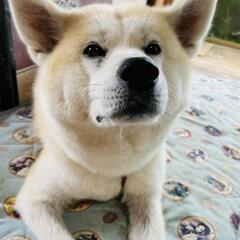 秋田犬　女の子　里親募集🐾　　　「停止中」