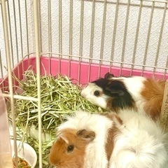 小動物や爬虫類好きな方と友達になりたいです！