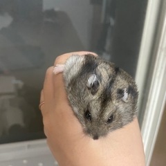 小動物や爬虫類好きな方と友達になりたいです！ - 和歌山市