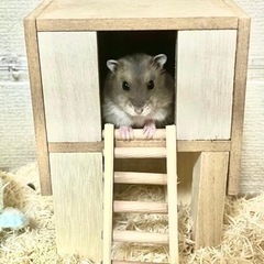 小動物や爬虫類好きな方と友達になりたいです！ − 和歌山県
