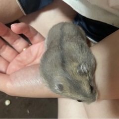 小動物や爬虫類好きな方と友達になりたいです！ - メンバー募集