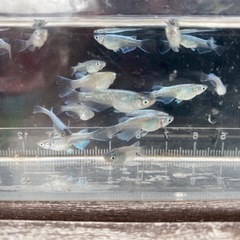 メダカ　マリアージュ　幼魚10匹