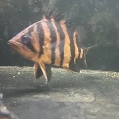 ダトニオプラスワン