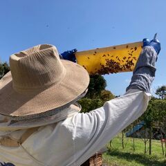 夏の養蜂・採蜜体験（+座学、里山散策、採れたてハチミツ試食会付き）ワークショップの画像