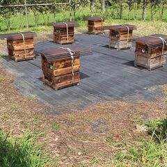 夏の養蜂・採蜜体験（+座学、里山散策、採れたてハチミツ試食会付き）ワークショップの画像