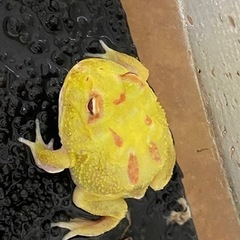 クランウェルツノガエル☆イエアメガエル３匹の画像