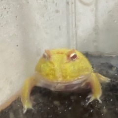 クランウェルツノガエル☆イエアメガエル３匹の画像