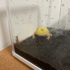 クランウェルツノガエル☆イエアメガエル３匹の画像