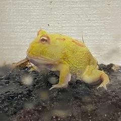 クランウェルツノガエル☆イエアメガエル３匹の画像