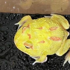 クランウェルツノガエル☆イエアメガエル３匹