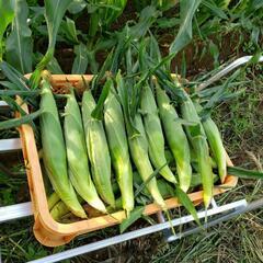朝採りスイートコーン🌽大【3Lサイズ】の画像