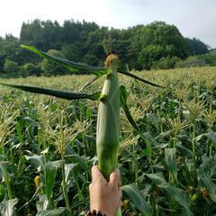 朝採りスイートコーン🌽大【3Lサイズ】の画像