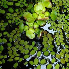 小さな 浮き草 水草 名称不明