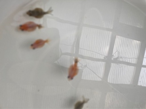 夏休みの子供の宿題にどうですか？金魚、メダカ