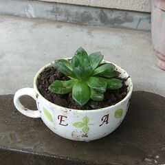 【商談中】多肉植物～ハオルチア①