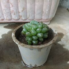 【商談中】多肉植物～ハオルチア②