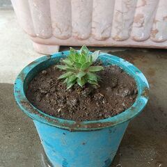 【商談中】多肉植物～センペルビウム（小さめ）