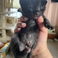 大切に飼ってくださる方。子猫の里親募