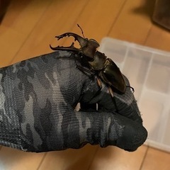 天然ミヤマクワガタ　ペア　オス66.2ミリ‼️
