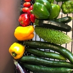 朝取れ　野菜