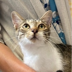 人が大好きな舐め猫