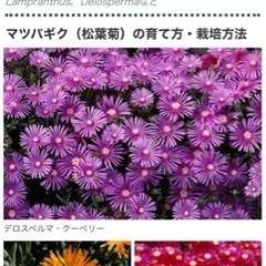 <取引成立❣️>マツバギクの苗？の画像