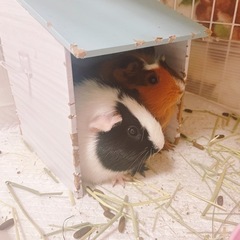 モルモット メス2匹 里親募集
