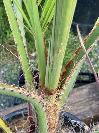 ココスヤシ　1.9m