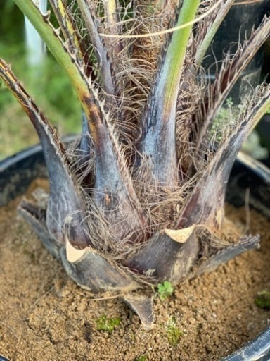 ココスヤシ　1.9m