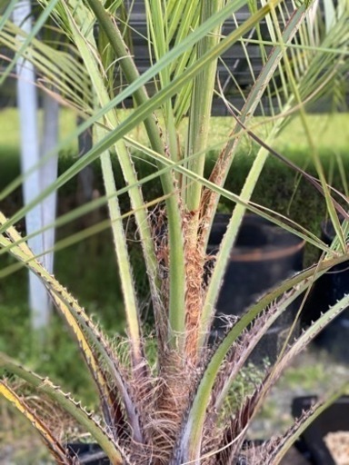 ココスヤシ　1.9m