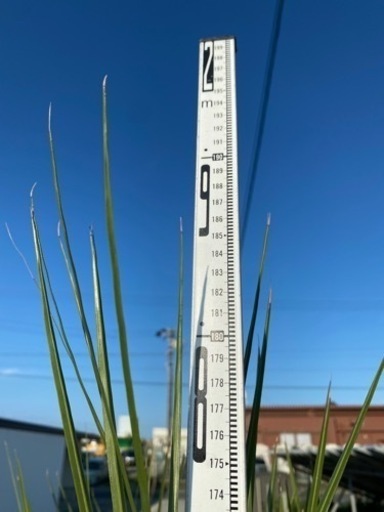 ココスヤシ　1.9m