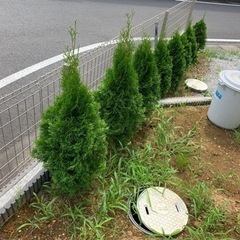 コニファーの画像