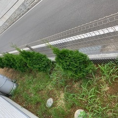コニファーの画像