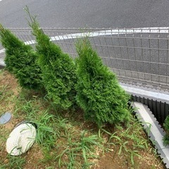 コニファーの画像