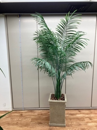 観葉植物　引き取りのみ　配送不可