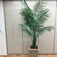 観葉植物　引き取りのみ　配送不可