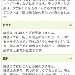 <取引成立❣️>マツバギクの苗？の画像